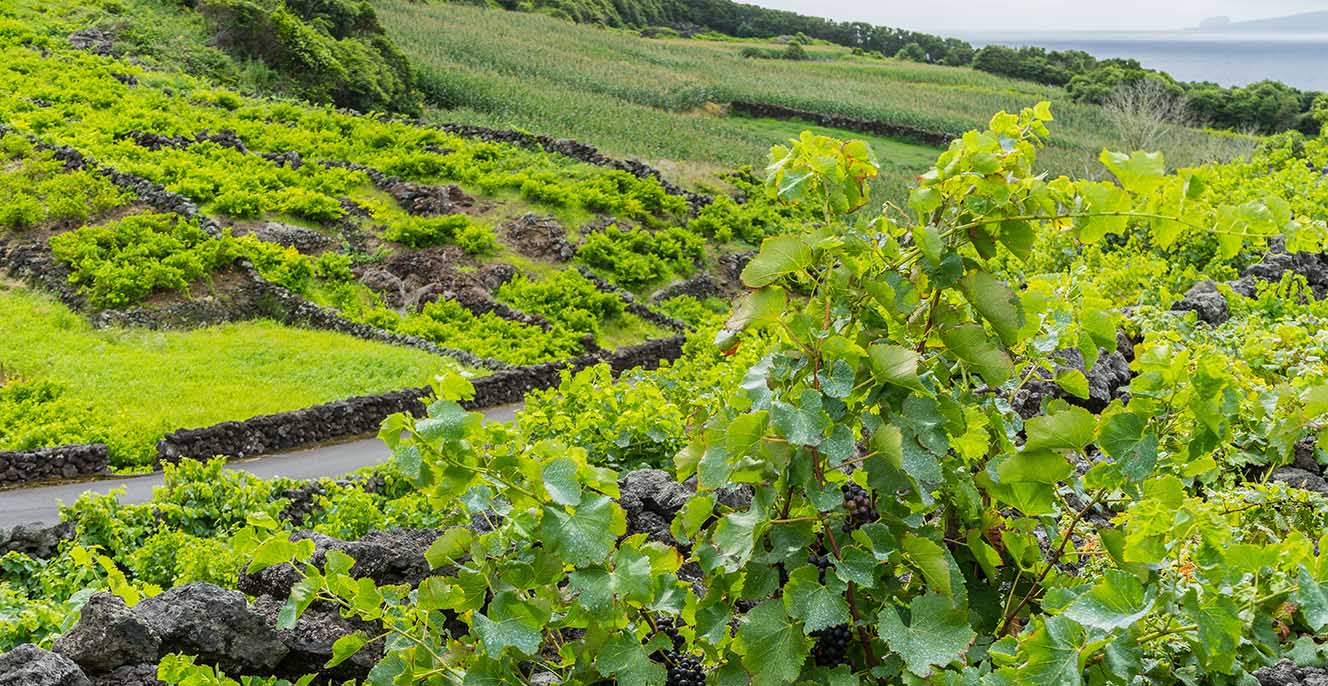 23 daagse Eilandhop naar Azoren en Madeira 0